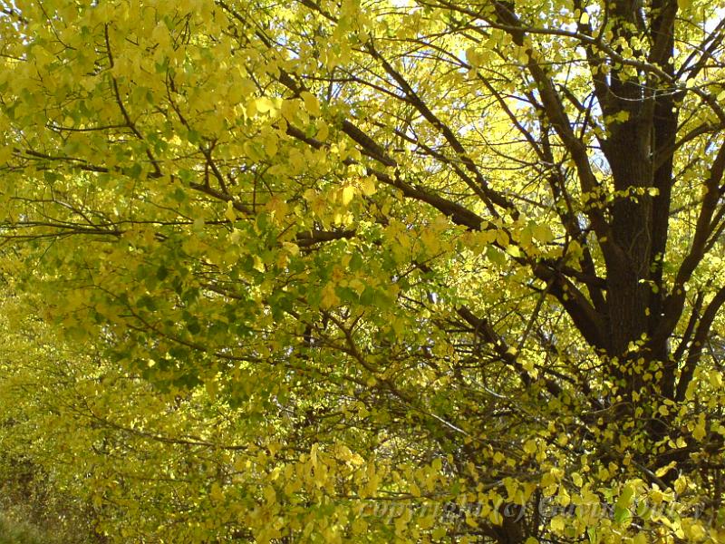 Autumn colours, creekside, Armidale DSC00654.JPG